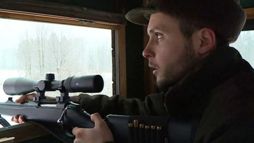 Odlov divokých prasat kvůli africkému moru