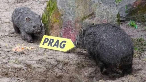 Vombat v pražské zoo