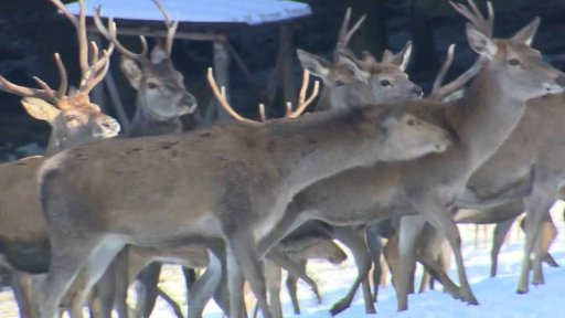 Lov jelenů a muflonů