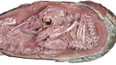 Embryo dinosaura