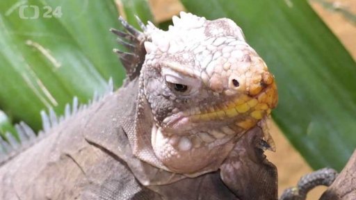 Odchov leguánů jedlých v zooparku