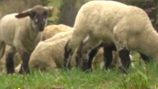 Problémy s pastvou v Krkonoších