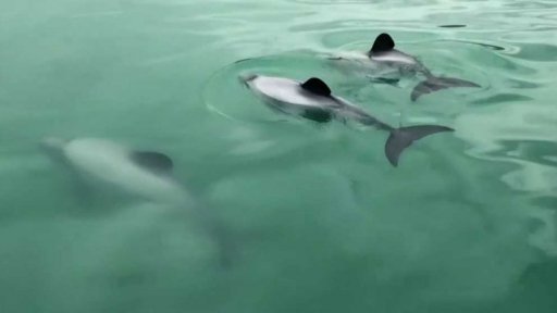 Boj o záchranu delfínů u břehů Zélandu