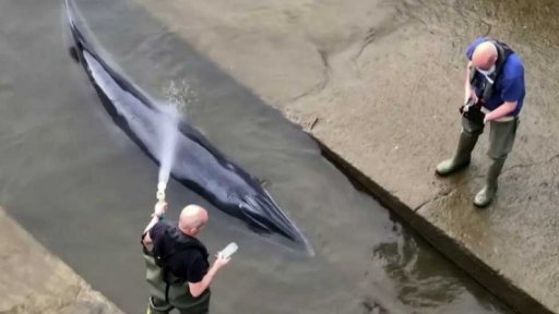 Akce na záchranu velryb v evropských vodách