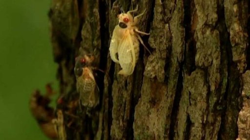 USA se připravují na invazi cikád