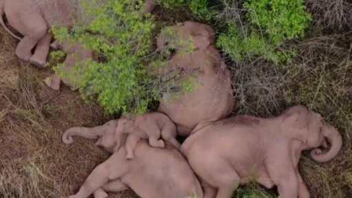 Sloní stádo v Číně už ušlo přes 500 kilometrů