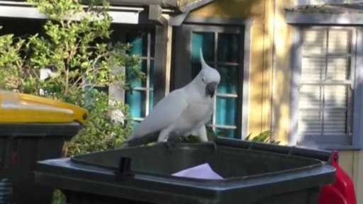 Papoušci plení popelnice