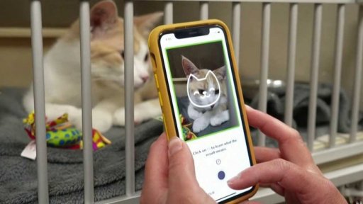 Technika odhalí kočičí pocity