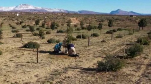 Pěstování lanýžů v Jihoafrické republice