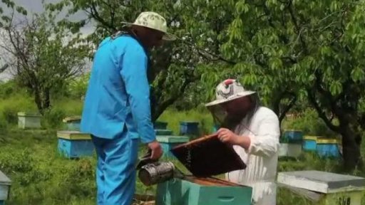 Umělá inteligence pomáhá včelám