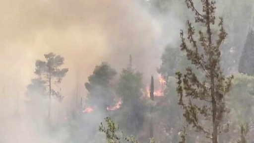 U Jeruzaléma shořely vzácné lesy