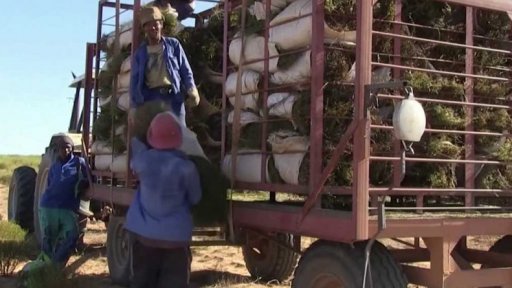 Začala sklizeň rooibosu - pod ochrannou známkou