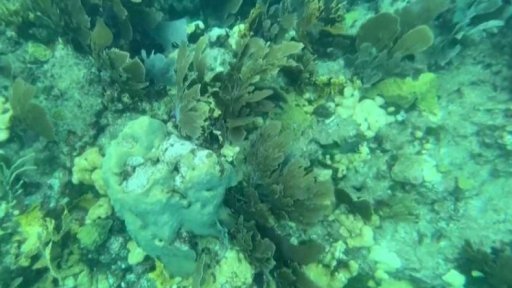 Korálové útesy ohrožuje i záhadná nemoc