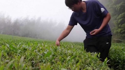 Světoznámý tchajwanský čaj mění svou chuť