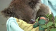 Austrálie: sezona požárů a záchrana koalů