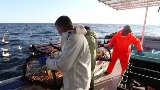 Stěhování humrů za studenějším mořem