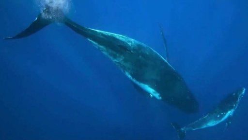 Pandemie jako oddychový čas pro velryby