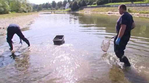 Otrava ryb v Bečvě