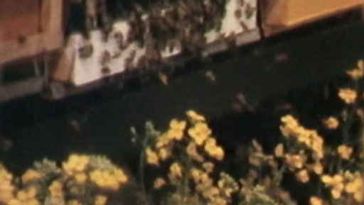 Včelaři vyváží včelstva na řepková pole (1981)