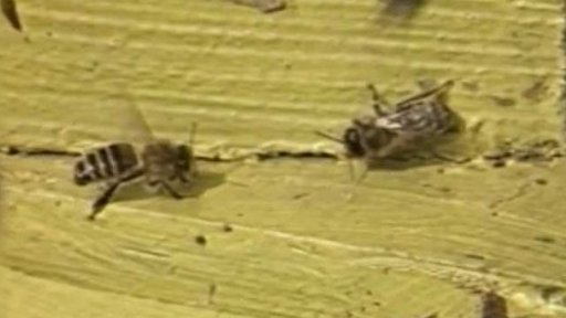 Jarní prohlídka zdravotního stavu včelstev (1984)