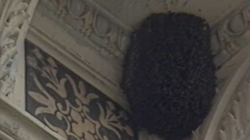 Včelí roje v mateřské škole (1987)