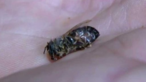 Mráz hubí včely (2012)