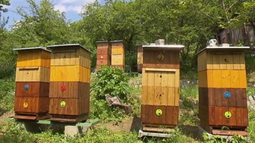 Včelí úly v centru Prahy (2016)