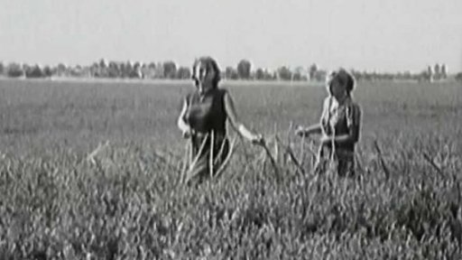 Umělé opylování (1951)