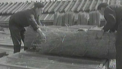 Zahradnictví v Chuchli má uvědomělé pracovníky (1949)