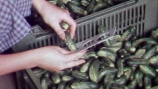 Okurkové žně na jižní Moravě (1981)