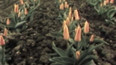 Rozmnožování tulipánů (1982)