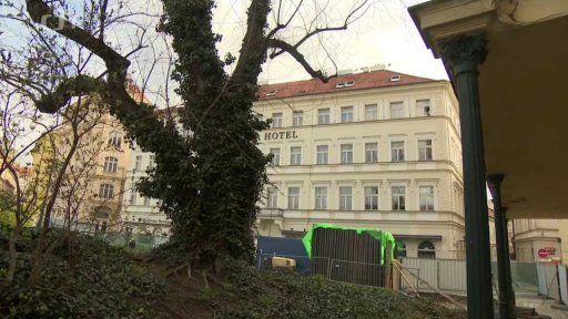 Javor se kácet nebude