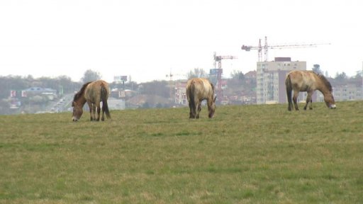 Vypouštění koní Převalského