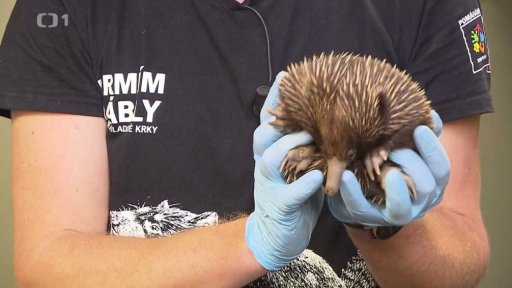 Příběh ošetřovatele ježur