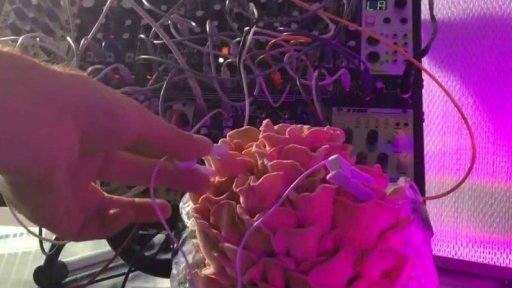 Jak zní hlíva ústřičná