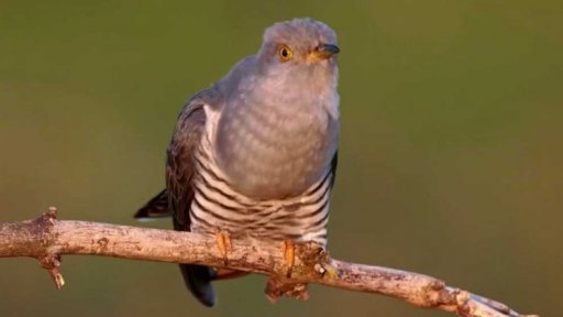 Vzácné záběry kukačky při snášení vajíček do cizích hnízd