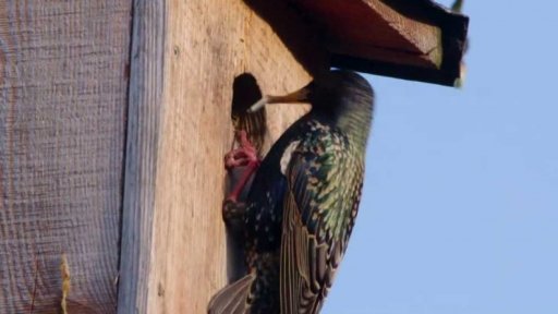 Věda kolem nás: jak tažní ptáci poznají, že je čas se vrátit