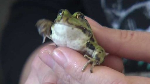 V Poodří žijí jen samci skokanů zelených