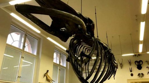 Oprava osmimetrové velrybí kostry