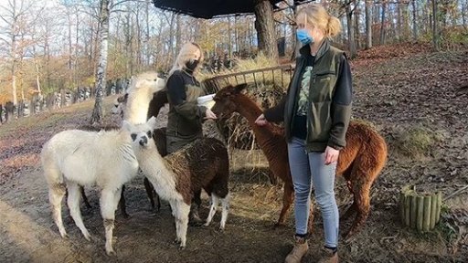 Komentované krmení Zoo Brno