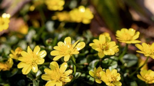 Pozvánka do zoo a botanických zahrad