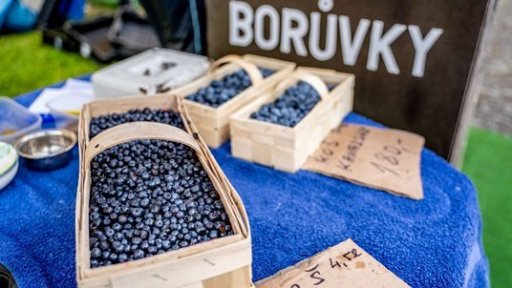 Borůvkobraníčko v Borovanech