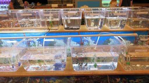 Entomologický den a Teraristický den