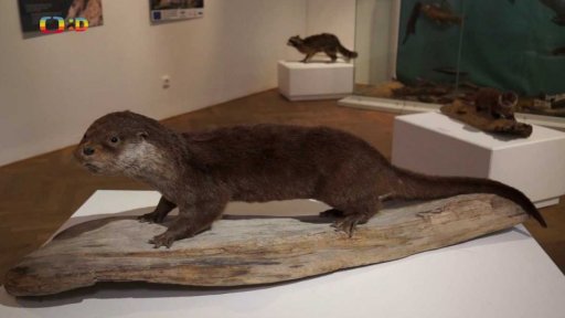 Ich bin ein vydra, aneb jak vydra přes hranice přišla