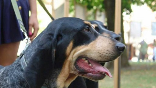 Myslivecké slavnosti Křivoklát