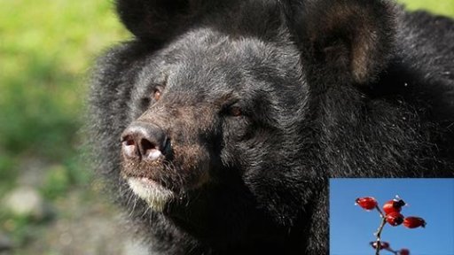 Šípkový podzim v ostravské Zoo