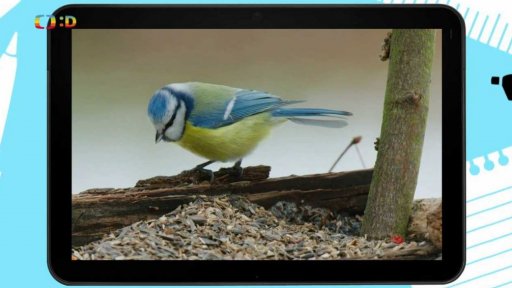 Volný čas: Ptáci na krmítku