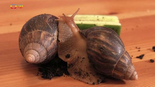 W. A. Mozart: Don Giovanni