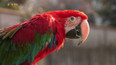 Příroda: Papoušci