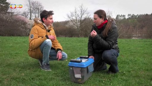 Příroda: Netopýři